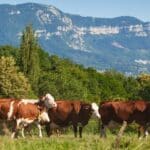 Réussir la mise à l'herbe : les points clés du pâturage