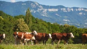 Réussir la mise à l'herbe : les points clés du pâturage