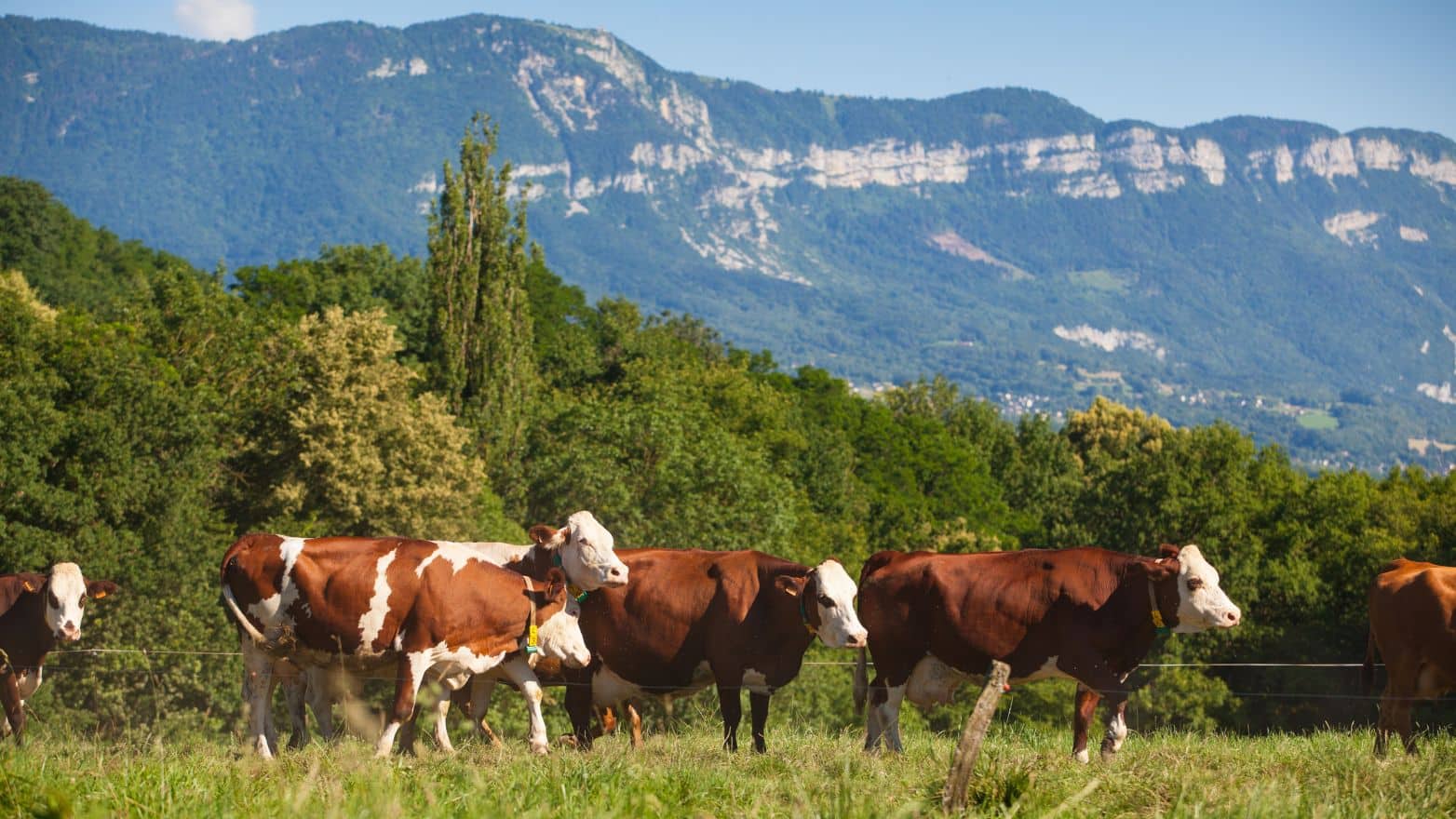 Réussir la mise à l'herbe : les points clés du pâturage
