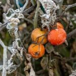 Tout savoir sur l'histoire des saints de glace et du gel