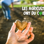 Pomme de terre en forme de coeur