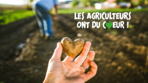 Pomme de terre en forme de coeur